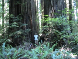 Axel mellom to Redwood-trær, CA